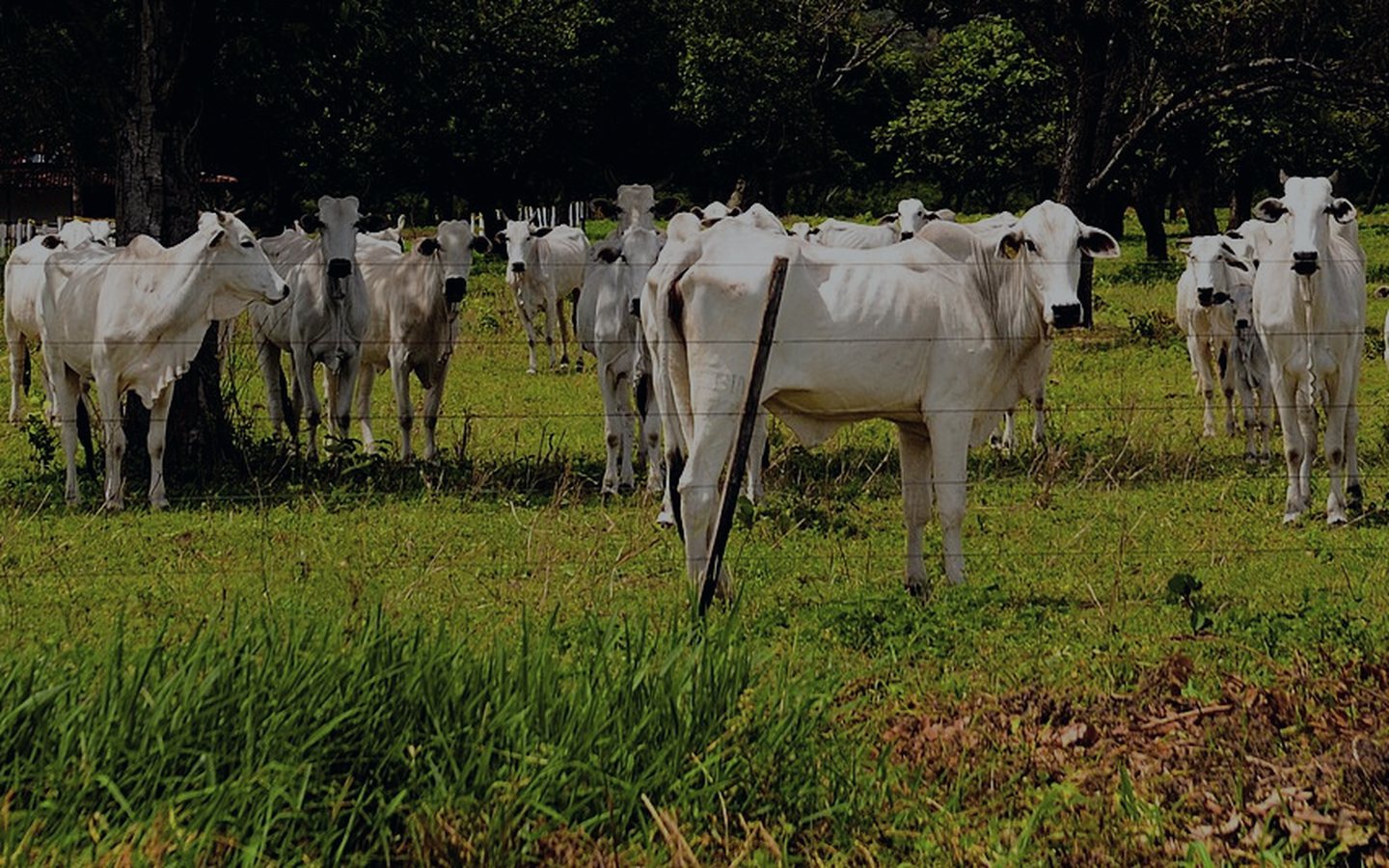 Câmera do ASC Pesagem filmando um rebanho Nelore: cada animal detectado ganha uma caixa e o peso